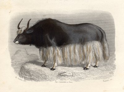The Tartary Cow, engraved by E. Ramus by H. Gobin